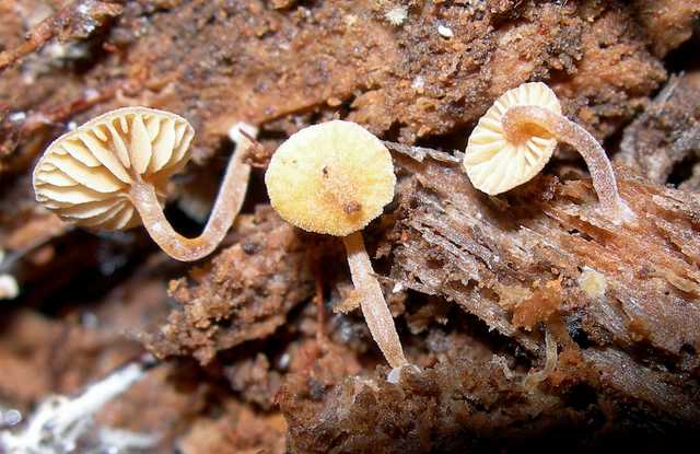 Una strana Galerina  lillipuziana